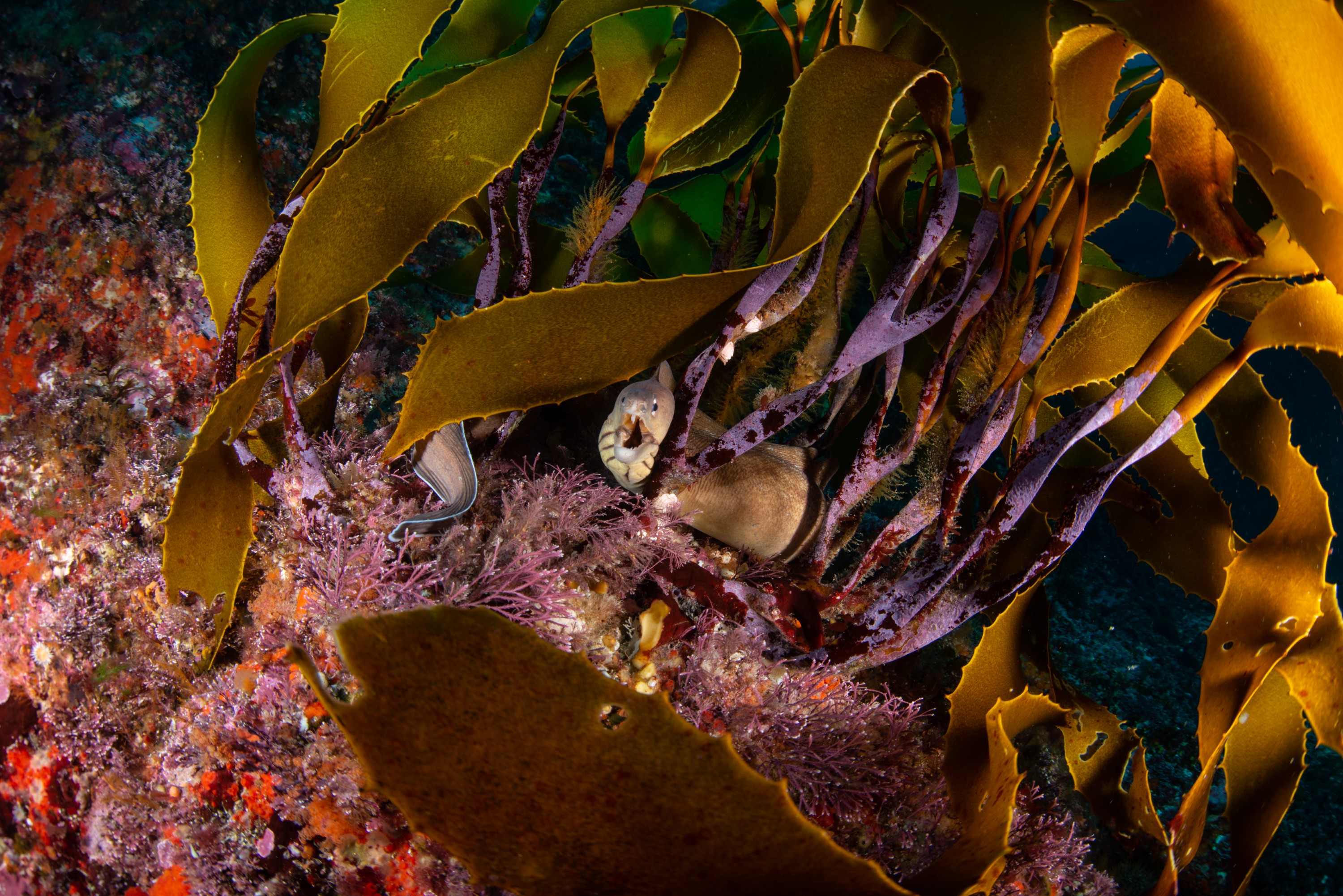 DSC_4344-14 – BayOfIslands, Cape Brett, Diversity, Fish, Kelp, Wideangle, invertebrates